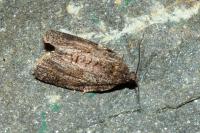 Syndemis musculana