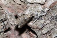 Tortricodes alternella