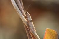 Tortricodes alternella