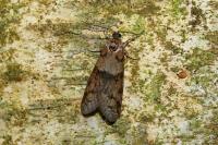 Tortricodes alternella