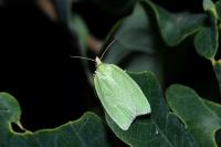 Tortrix viridana