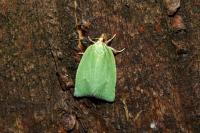 Tortrix viridana