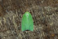 Tortrix viridana