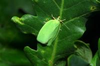 Tortrix viridana