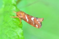 Phymatopus hecta