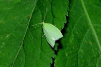 Tortrix viridana