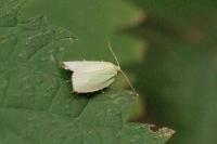 Tortrix viridana