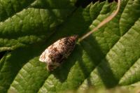 Orthotaenia undulana