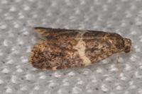 Olindia schumacherana