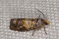 Cymolomia hartigiana