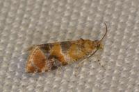 Lobesia reliquana