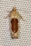 Epinotia solandriana