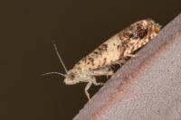 Epinotia subocellana
