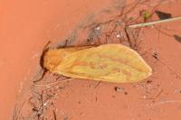 Hepialus humuli