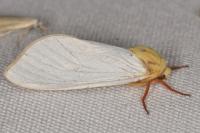 Hepialus humuli