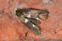 Incurvaria masculella