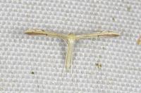 Adaina microdactyla