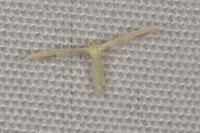 Adaina microdactyla
