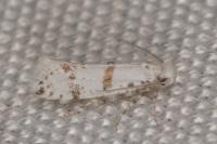 Scythropia crataegella