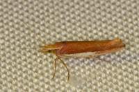 Ypsolopha parenthesella