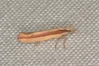 Ypsolopha ustella