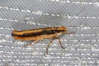 Ypsolopha ustella