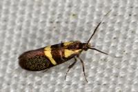 Dasycera oliviella