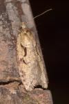 Semioscopis steinkellneriana
