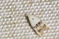 Elachista maculicerusella