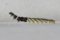 Helcystogramma rufescens