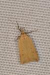 Dichomeris limosella