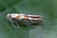 Argyresthia goedartella