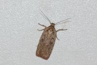 Agonopterix