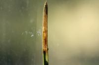 Exoteleia dodecella