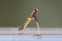 Caloptilia azaleella