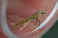 Povolnya leucapennella