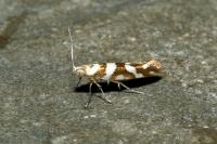 Argyresthia goedartella