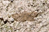 Alucita hexadactyla