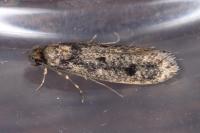 Niditinea fuscella