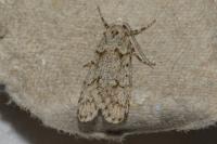 Diurnea fagella