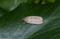 Agonopterix
