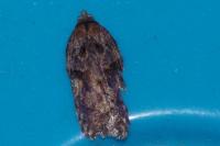 Acleris cristana