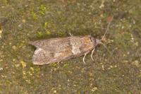 Tortricodes alternella