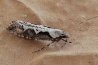 Rhigognostis annulatella