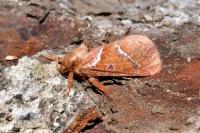 Triodia sylvina