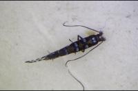 Parectopa ononidis