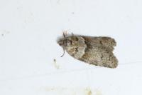 Tortricodes alternella