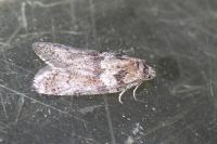 Tortricodes alternella