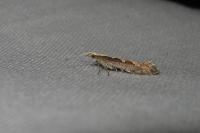 Plutella xylostella