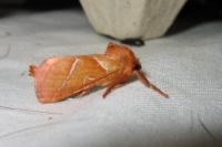 Triodia sylvina